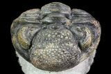 Pedinopariops Trilobite - Beautiful Shell Coloration #71282-5